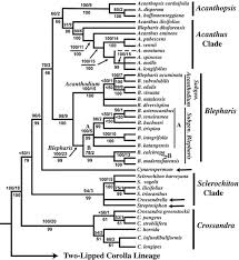 Image result for Blepharis katangensis