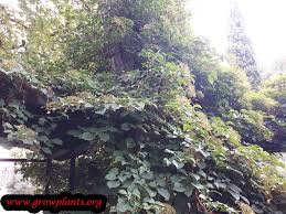 Maybe you would like to learn more about one of these? Hydrangea Petiolaris How To Grow Care