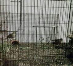 Perbedaan burung branjangan jantan dan betina. Cara Ternak Burung Branjangan Parva Dan Javanica Sukses