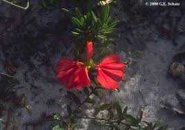 Image result for Pseudocalyx saccatus