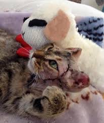Florida wildlife officials say attacks by bobcats on humans are rare and wildlife experts say it usually happens when the animal is rabid or otherwise sick. Bobbi Recovering After Surviving Two Maul Attacks From A Bobcat