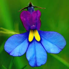 Image result for Monopsis decipiens