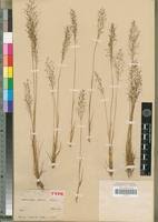 Image result for Sporobolus festivus