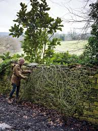 Training Roses Creatively A New Approach To Rose Training Edible Garden Best Roses Plants