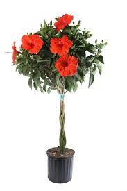 Costa Farms Live Outdoor 2gal Braided Hibiscus Grower Pot Walmart Com Growing Hibiscus Hibiscus Tree Hibiscus