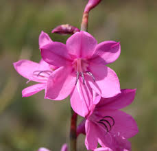 Image result for Watsonia borbonica