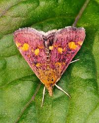 Image result for Pyrausta aurata