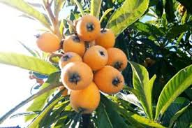 花言葉や種類まとめ ビワの葉や種の効果効能は 身の栄養や旬の季節は Horti ホルティ By Greensnap