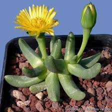 Image result for Hereroa