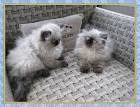 Himalayan Kittens For Sale In Virginia