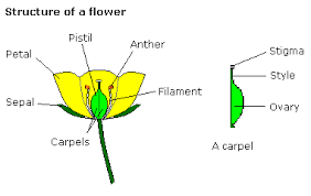 Which cells have the most chloroplasts. Gcse Science Plants Wikibooks Open Books For An Open World