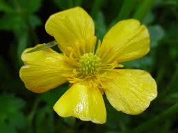 Image result for Ranunculus raeae