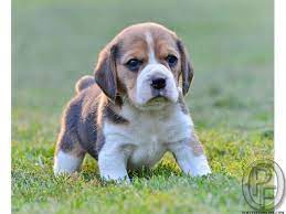 Check spelling or type a new query. Want To Sell My Beagle Dog At Lesser Price In Mumbai Maharashtra India In Pet Animals And Accessories Category Under Budget 2 Puppies Cute Puppies Beagle Dog