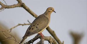 Dove Hunt