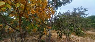 Image result for Lannea discolor