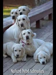 Teacup labrador retriever or lab puppies for sale in pennsylvania, pa no teacup puppies or dogs of this breed for sale or they don't exist. Pin On Pets