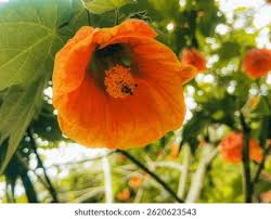 Image result for Abutilon sonneratianum