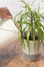 How to care for your dracaena. How To Fertilize Dracaena Step By Step Guide With Pictures And Video