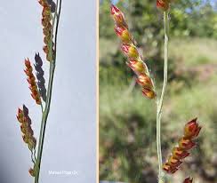 Image result for Urochloa serrata