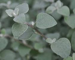 Image result for Helichrysum polioides