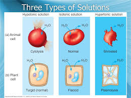 As the cell becomes fully turgid the value of turgor pressure becomes equal to that of solute potential `(psi_(s))` so that water potential there is no net movement of water between the cell and its environment, equilibrium is dynamic and not static equal. Homeostasis Transport Section 1 Diffusion Osmosis Ppt Download