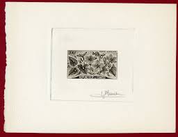 Image result for Cogniauxia podolaena