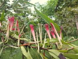 Image result for Blepharis diversispina