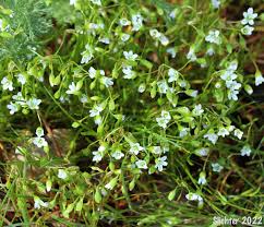 Image result for Montia