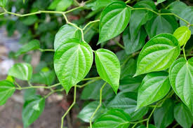 Image result for Piper capense