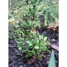 Image result for Phyllocladus