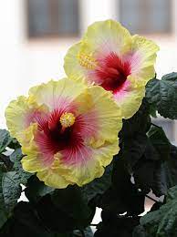 Hibiscus Simple Pleasures Hibiscus Flowers Bloom