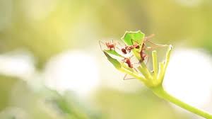 Image result for Sclerocarpus africanus