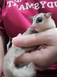 White Faced Sugar Glider Pet Supplies Pet Accessories On Carousell