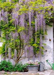 Blauregen An Einer Blauen Mauer Mit Bildern Garten Bepflanzung Garten Ideen