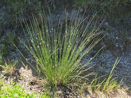 Image result for Juncus exsertus