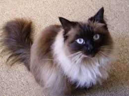 Birman Kittens For Sale Usa Cat Ragdoll Rescue Floppycats Uniting Ragdoll Cat Lovers Worldwide Ragdoll Cat Ragdoll Cats For Sale Ragdoll Cat Rescue