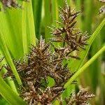 Image result for Cyperus latifolius