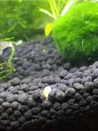 Chemical treatment, read and follow the manufacturer's directions carefully, and never exceed the recommended dose. Easy Ways To Get Rid Of Detritus Worms In Aquariums