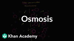 We did not find results for: Osmosis What Is Osmosis Video Khan Academy