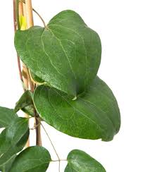 We did not find results for: Waldrebe Jeannes Pink Clematis Jeannes Pink Gunstig Online Kaufen