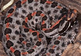 Ringnecks are so small that many people assume they are actually baby snakes, but the truth is that full grown ringnecks are just 15 inches long. Dusky Pygmy Rattlesnake Florida Snake Id Guide