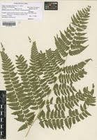 Image result for Microlepia speluncae