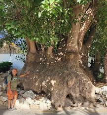 Image result for Phytolacca dioica