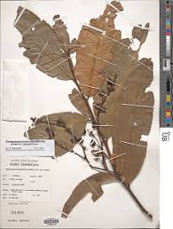 Image result for Campylospermum densiflorum