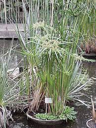 Image result for Cyperus chersinus