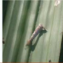 Company details people similar companies. Pdf Bioprotection In Oil Palm