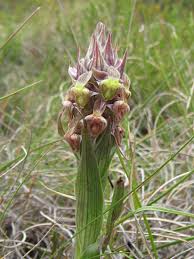 Image result for Corycium dracomontanum