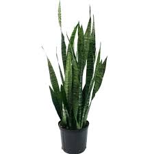 Costa Farms Sansevieria Zeylanica In 8 75 In Grower Pot 10sansz The Home Depot Plants Snake Plant Live Indoor Plants