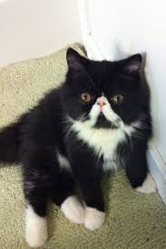 Black And White Tuxedo Cat Long Hair A Cat With A Black And White Pattern Fur That Resembles A Tuxedo Is Called As A Tuxedo Cat This Cat Is Not A Particular Breed Of Cats B Chien Chat