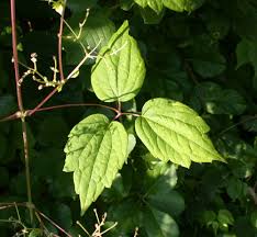 Maybe you would like to learn more about one of these? Clematis Virginiana Umass Amherst Landscape Nursery Urban Forestry Program